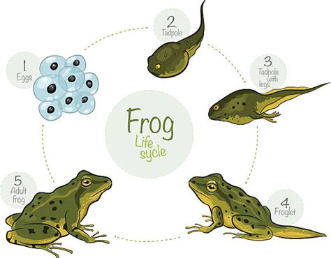 Tadpole To Frog Process