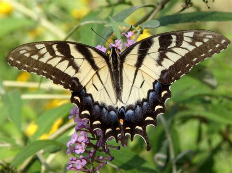 Butterfly Eastern Tiger Swallowtail Swallowtail Beautiful Nature