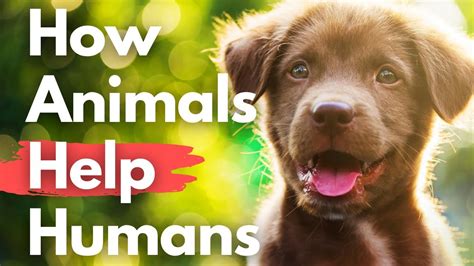 How Animals Help Us How Animals Help Human Lives Youtube