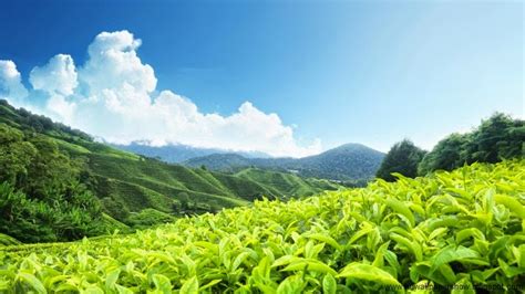 Hd Wallpapers Awesome View In Tea Garden