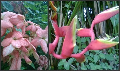 Gambar pembagian jenis flora berdasarkan geologi gambar. 41+ Gambar Flora Dan Fauna Di Thailand, Yang Spesial!