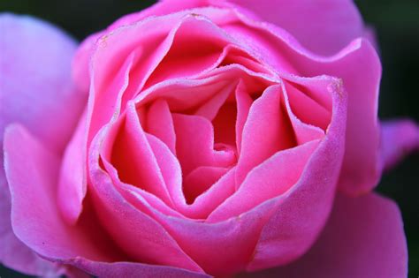 Pink Rose Dew Drops Feeling Foto Gratis Su Pixabay Pixabay
