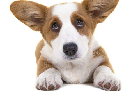 Find corgi puppies for sale with pictures from reputable corgi breeders. Dog Trainer NJ | Sit and Stay Dog Training