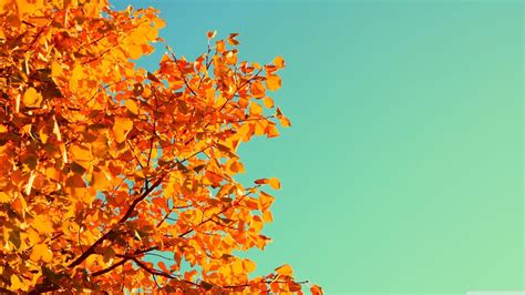We did not find results for: Orange Aesthetic PC Wallpapers - Top Free Orange Aesthetic ...