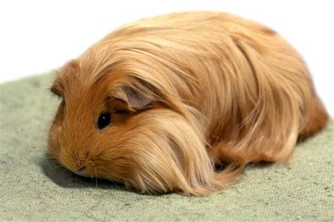 Sheltie Guinea Pig Characteristics Feeding And Care