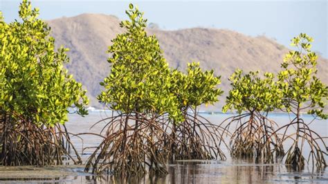 6 Fakta Unik Mangrove Si Pelindung Lingkungan Yang Sedang Populer Lim Corporation