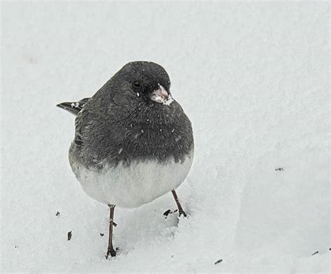 Winter Birds In Maryland