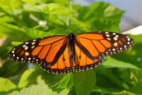 Archivomonarch Butterfly Showy Male 3000px Wikipedia La
