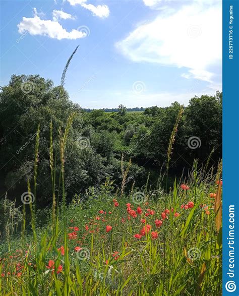 Hill With Bright Red Poppies Stock Photo Image Of Grassland Nature