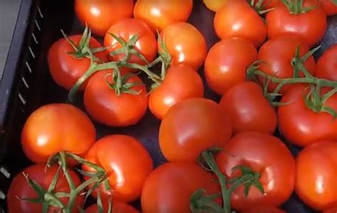 The Development Of A Tomato From Naturefresh Farms Urban Ag News