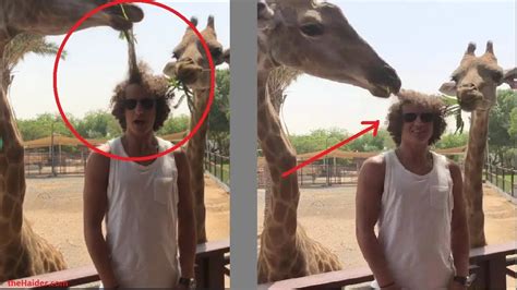 David Luiz Awkward Moment With Giraffe Youtube