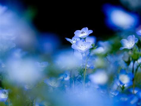 Nature Flowers Depth Of Field Blue Flowers Wallpapers