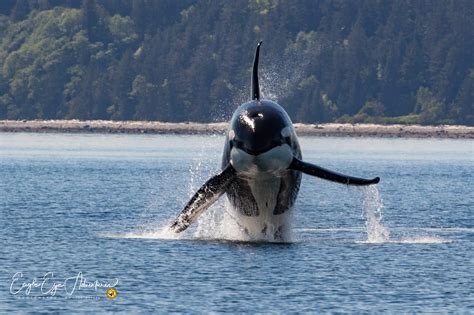 Whale Watching De Canada Specialist