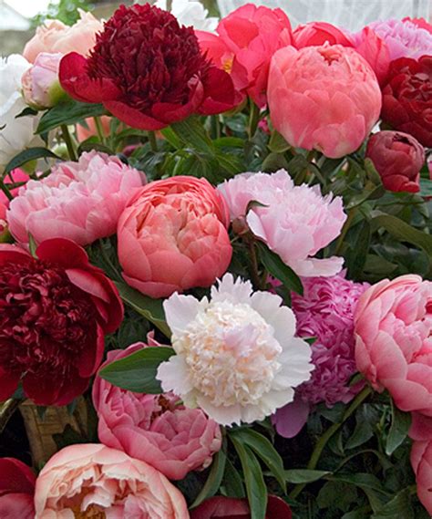 Look What I Found On Zulily Mixed Cut Flower Peony Root Set Of Five