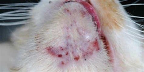 Acne In Cats Urban Animal Veterinary Hospital