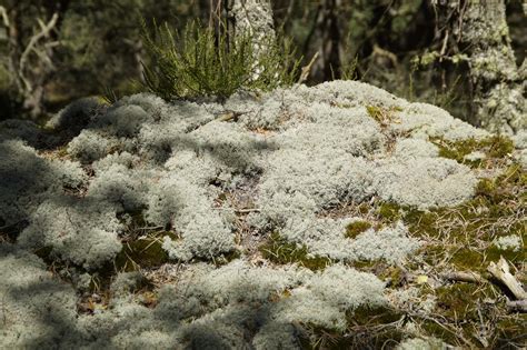 Free Images Tree Forest Rock Wilderness Branch Snow Winter