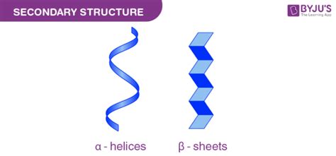 Alpha Helix And Beta Sheet Introduction Types And Differences