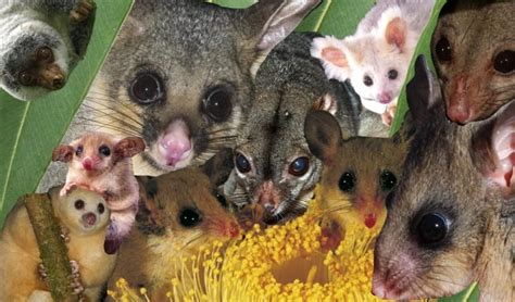 A Guide To Australias Adorable Pygmy Possums Australian Geographic