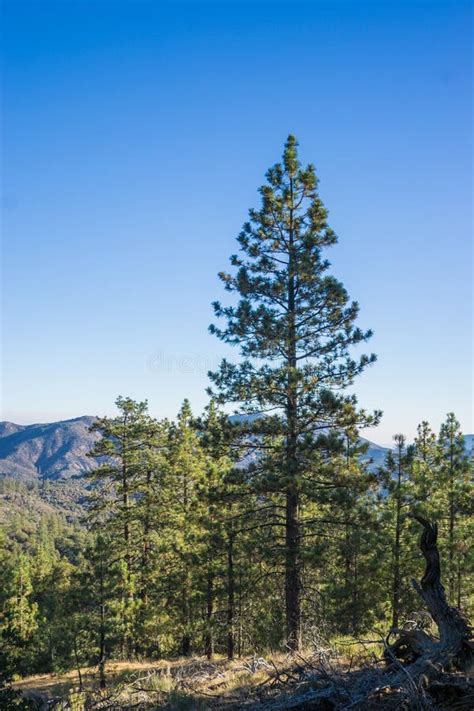 Tall Pine Over Mountain Forest Stock Photo Image Of Wooded Southern