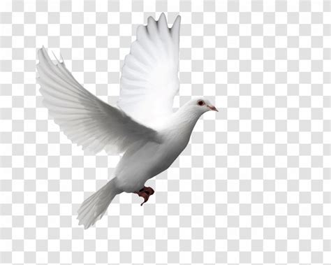 Columbidae Doves As Symbols Release Dove Bird Squab Feather Raffle