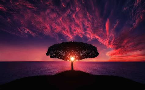 Sunset Tree Red Ocean Sky Hd Nature 4k Wallpapers Images
