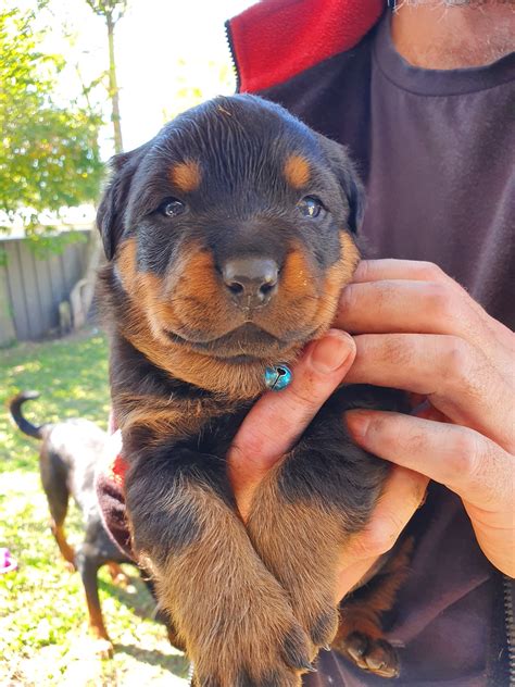 The rottweiler became a favorite option for security dogs. Rottweiler puppies available | 1 months old in COORANBONG, NSW 2265