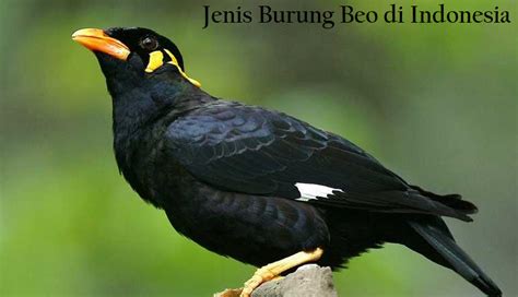 Jenis Burung Beo di Indonesia