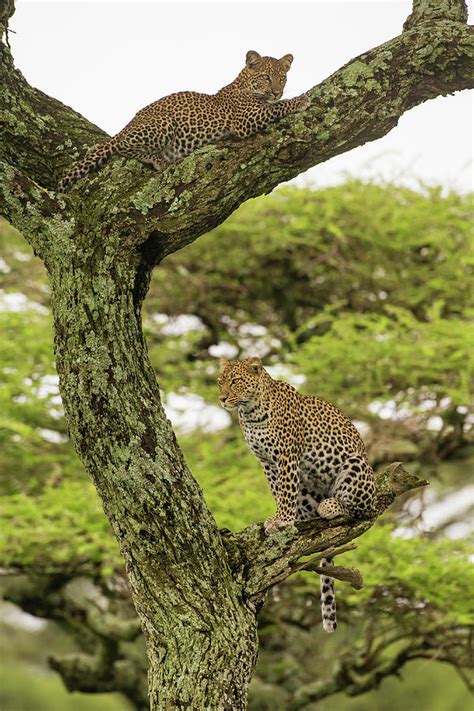 Africa Tanzania African Leopard Mother Photograph By Ralph H Bendjebar