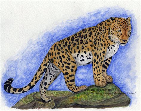 Amur Leopard Drawing At Getdrawings Free Download