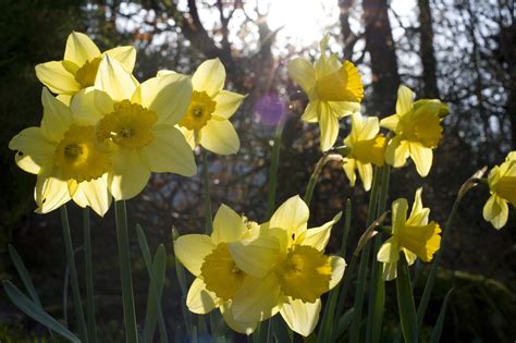 Cheerful Spring Daffodils 4130 Stockarch Free Stock Photo Archive