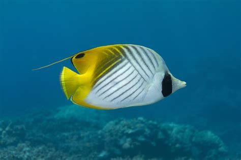 Underwater Photographer Marty Wakats Gallery Hawaiian Reef Fish