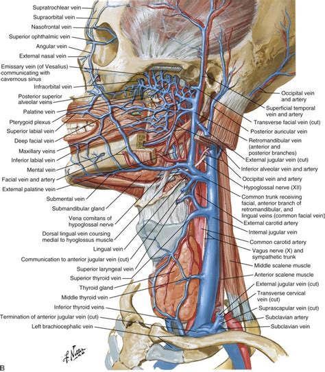 This article describes the anatomy of the head and neck of the human body, including the brain, bones, muscles, blood vessels, nerves, glands, nose, mouth, teeth, tongue, and throat. Clinical Anatomy of the Head and Neck, and Recipient ...