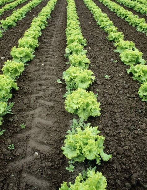 Some of most popular gardening articles include Rows of Lettuce | Old Farmer's Almanac