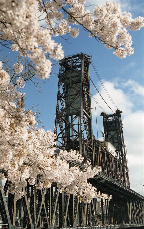 Portland Cherry Blossoms And The Steel Bridge Nikon F4 Expired Kodak