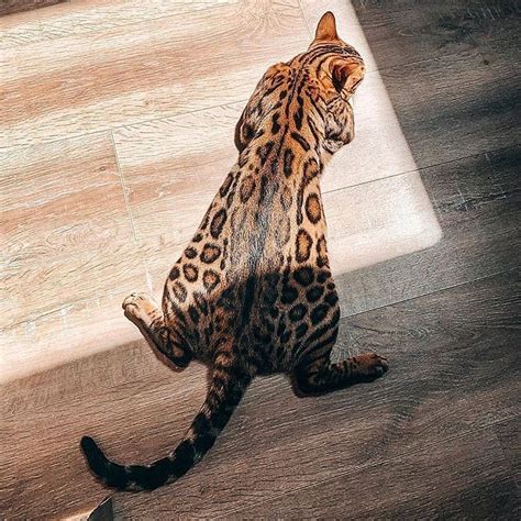 Cat Looking Like Cheetah Cats