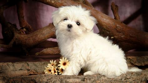 Cute Puppy Dog Wallpapers 1366x768 Fondo De Pantalla 899