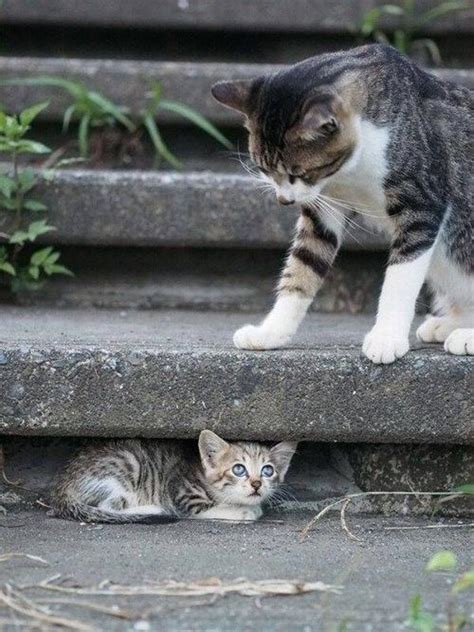 3636 Best Katten En Kittens Images On Pinterest Kitty