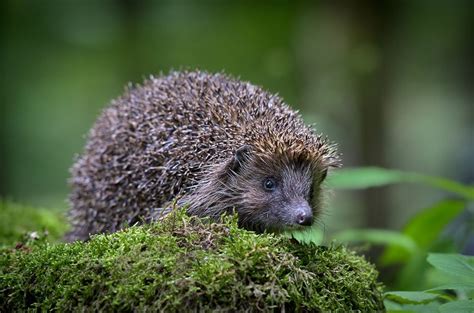 20 Gorgeous Hedgehog Photos