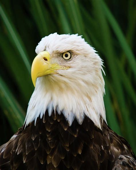 Bald Eagle Portrait Photograph By Kevin Batchelor Photography