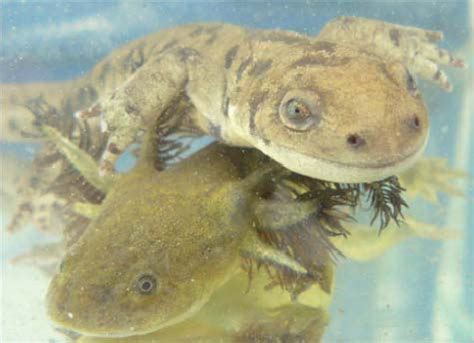 Metamorphic Top And Paedomorphic Bottom Arizona Tiger Salamanders
