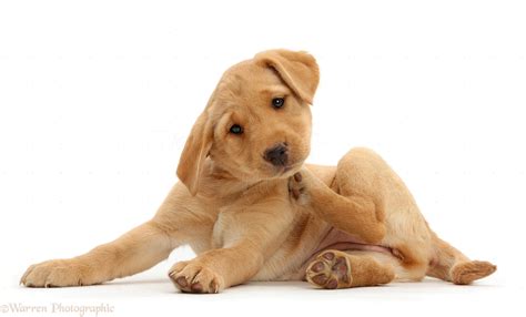 Dog Cute Yellow Labrador Puppy Scratching Photo Wp41126