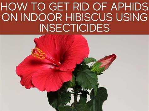 How To Get Rid Of Aphids On Indoor Plants Greenhouse Today