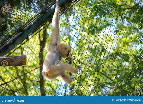Young Chimpanzee Swinging And Jumping From A Tree Stock Photo Image