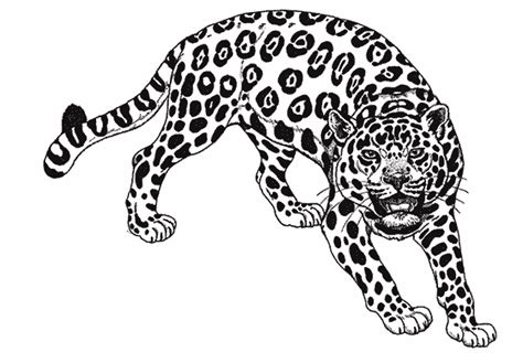 Coloriage Jaguar 9001 Animaux Dessin à Colorier Coloriages à
