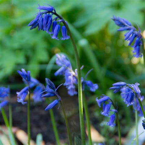 Get Hyacinthoides Bluebells Spring Flowering Bulbs In Mi At English