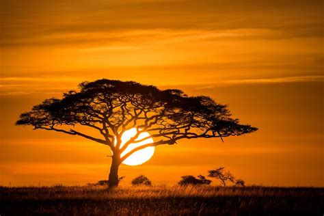 Sunrise On The Serengeti Nature Photography African Sunset Africa