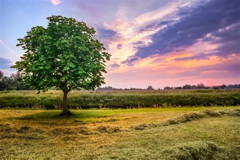 Free Images Landscape Nature Horizon Cloud Sky Sunset Field