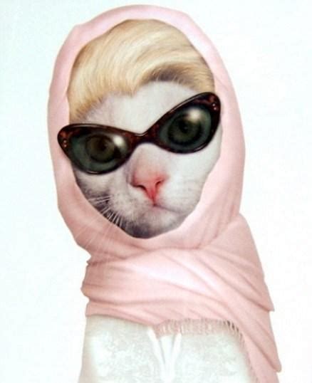 Top 10 Cats Made To Look Like Celebrities Paperblog