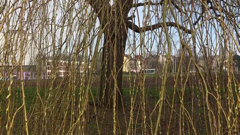 Golden Weeping Willow Trunk And Twigs February 2019