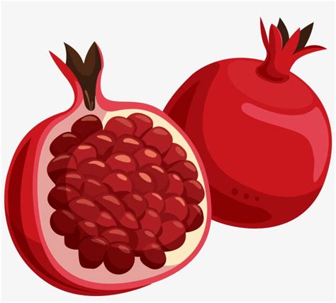 Premium Vector Clipart Line Illustrations Of Pomegranate And Orange